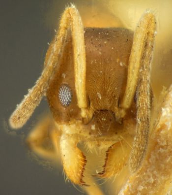 Media type: image; Entomology 21287   Aspect: head frontal view